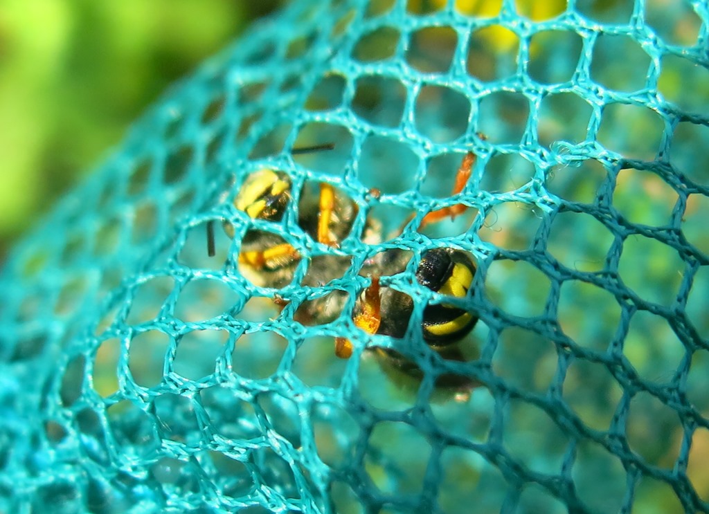 Rhodanthidium septemdentatum, maschio (Apidae Megachilinae)