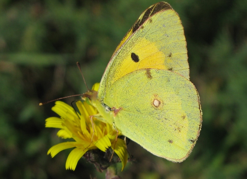 Colias da determinare