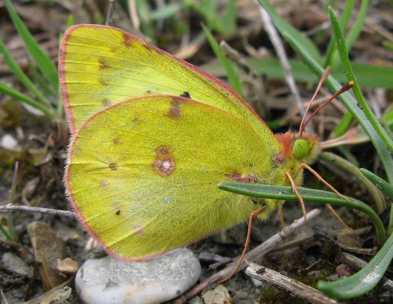 Colias da determinare