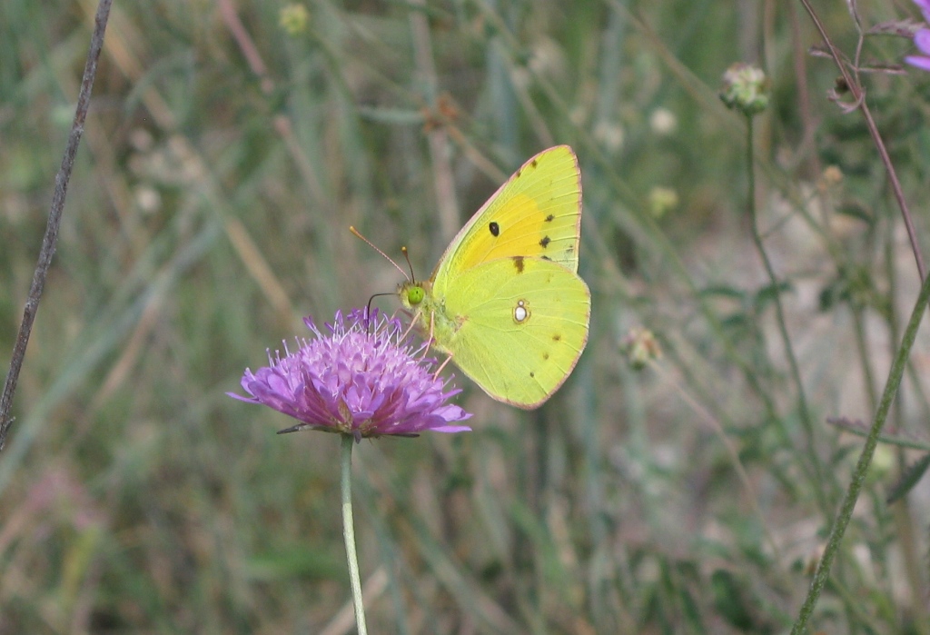 Colias da determinare