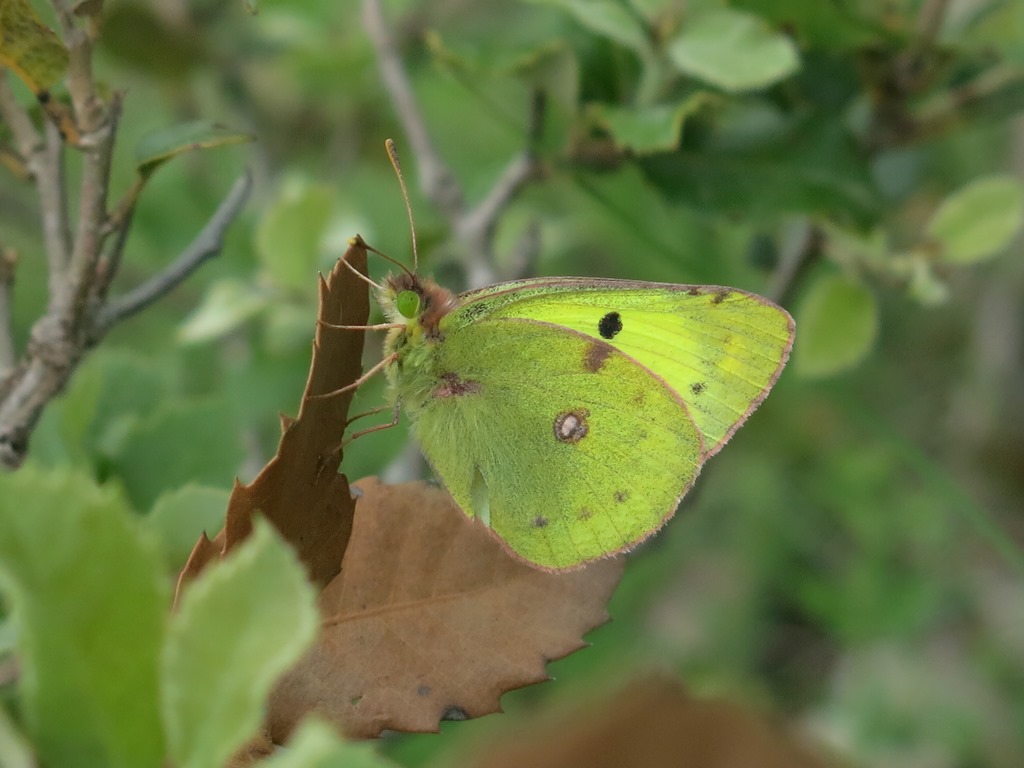 Colias da determinare