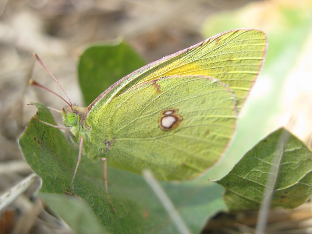 Colias da determinare