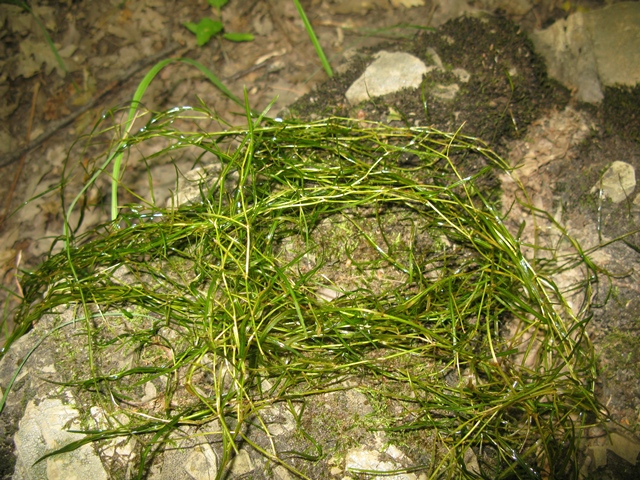 Riconoscimento pianta acquatica
