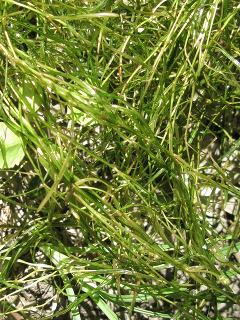 Riconoscimento pianta acquatica