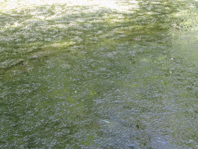 Riconoscimento pianta acquatica