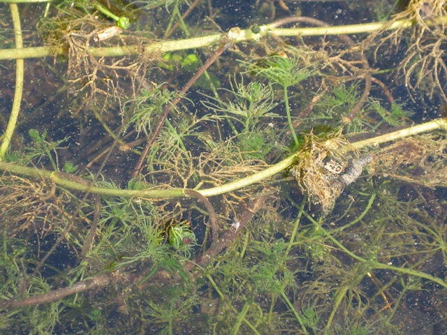 Riconoscimento pianta acquatica 2