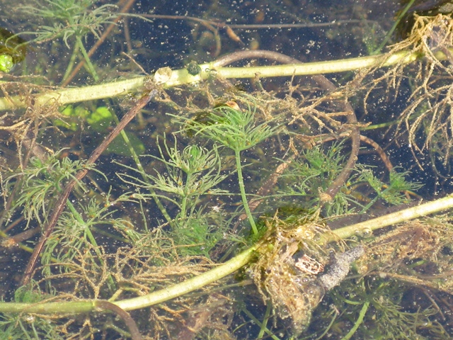 Riconoscimento pianta acquatica 2