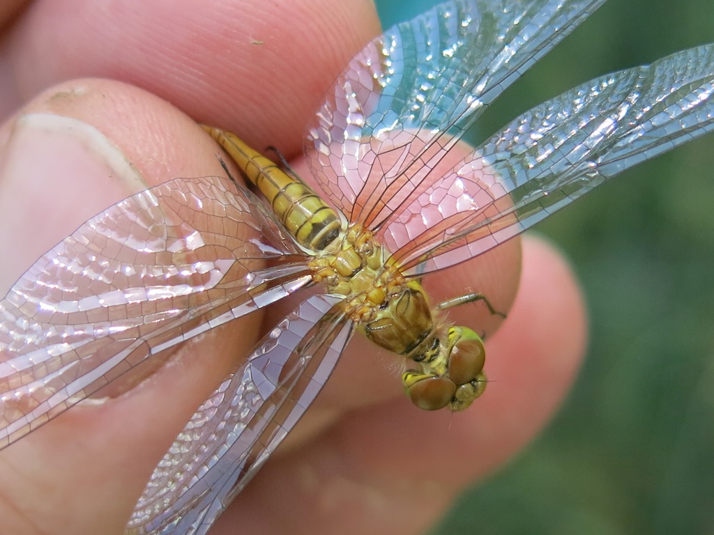 quale Sympetrum? Sympetrum striolatum