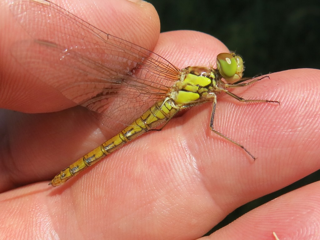 quale Sympetrum? Sympetrum striolatum