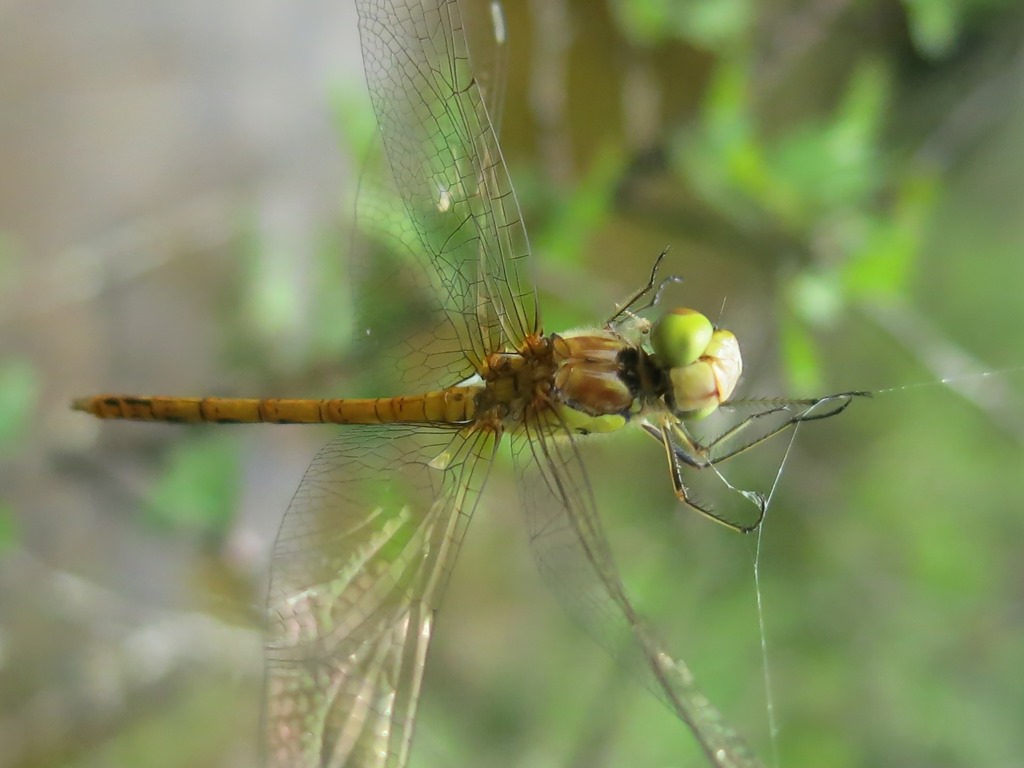 quale Sympetrum? Sympetrum striolatum