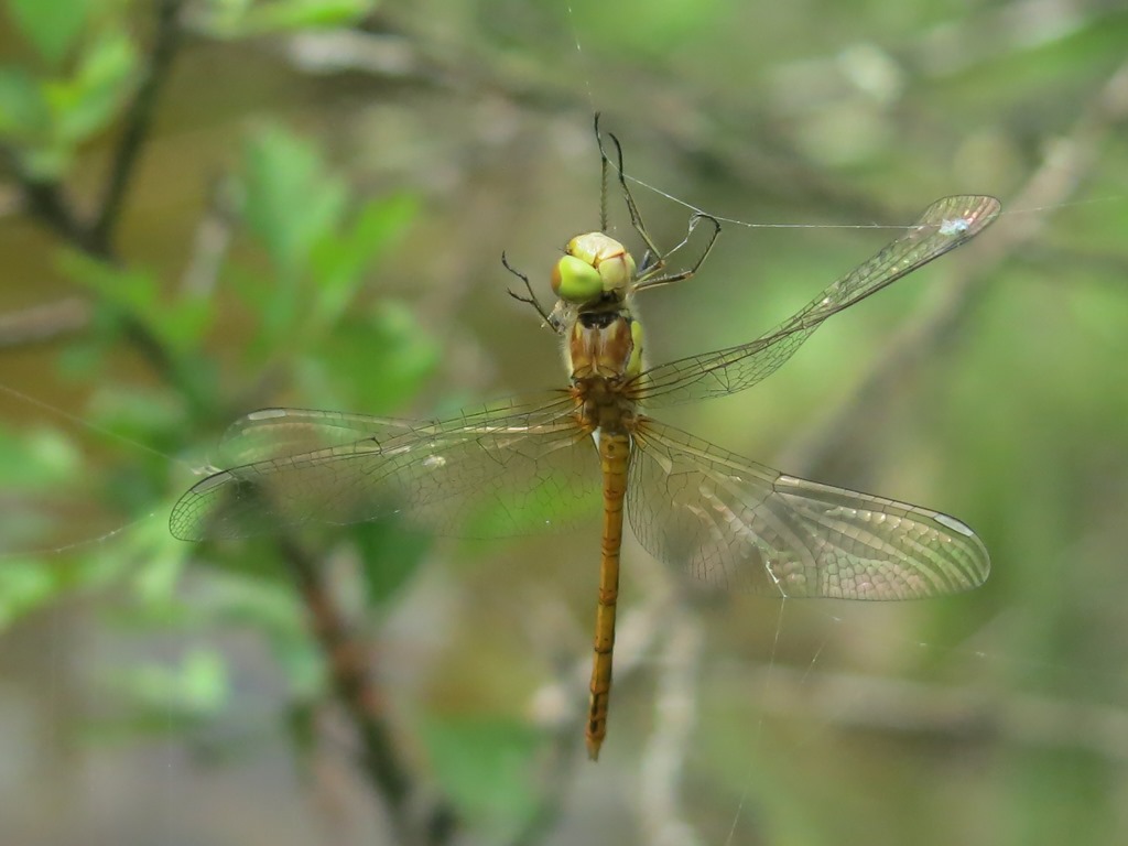 quale Sympetrum? Sympetrum striolatum