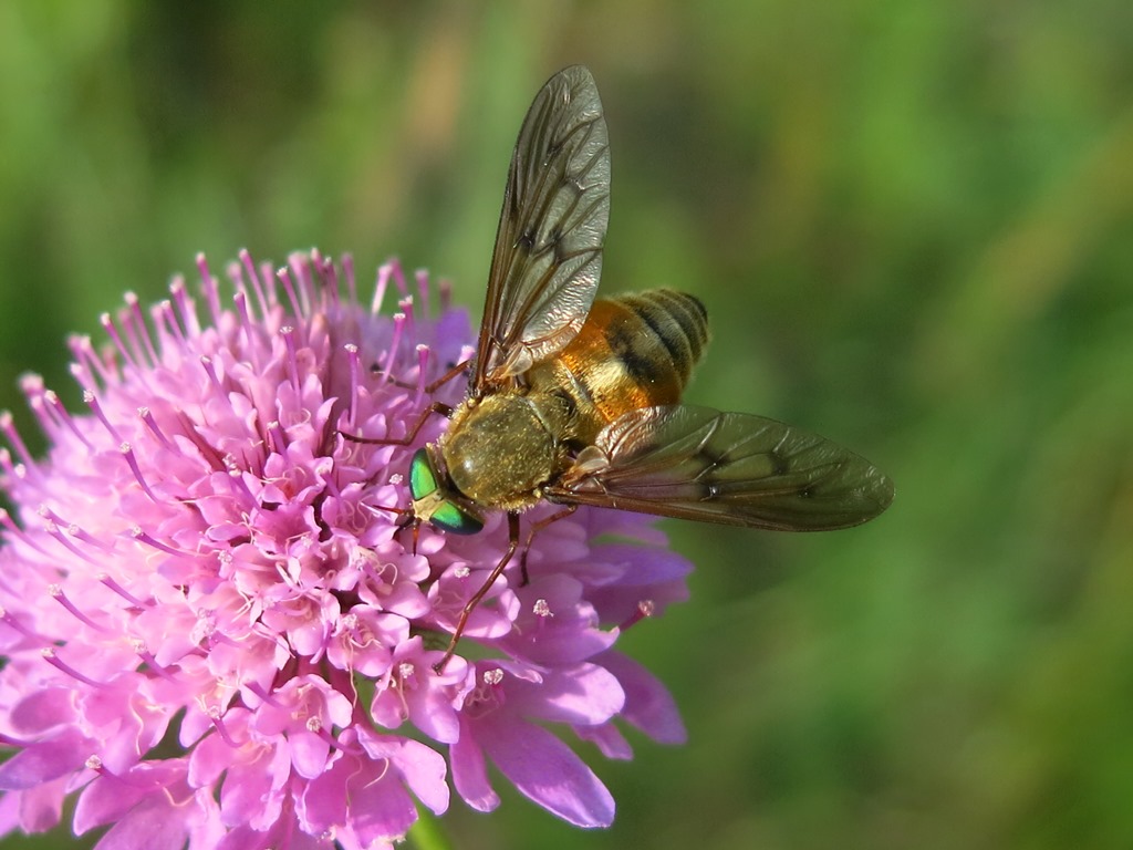 Tabanidae da determinare