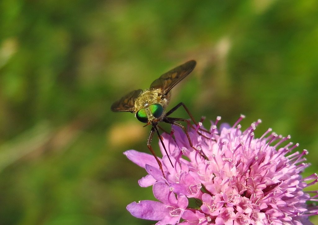 Tabanidae da determinare