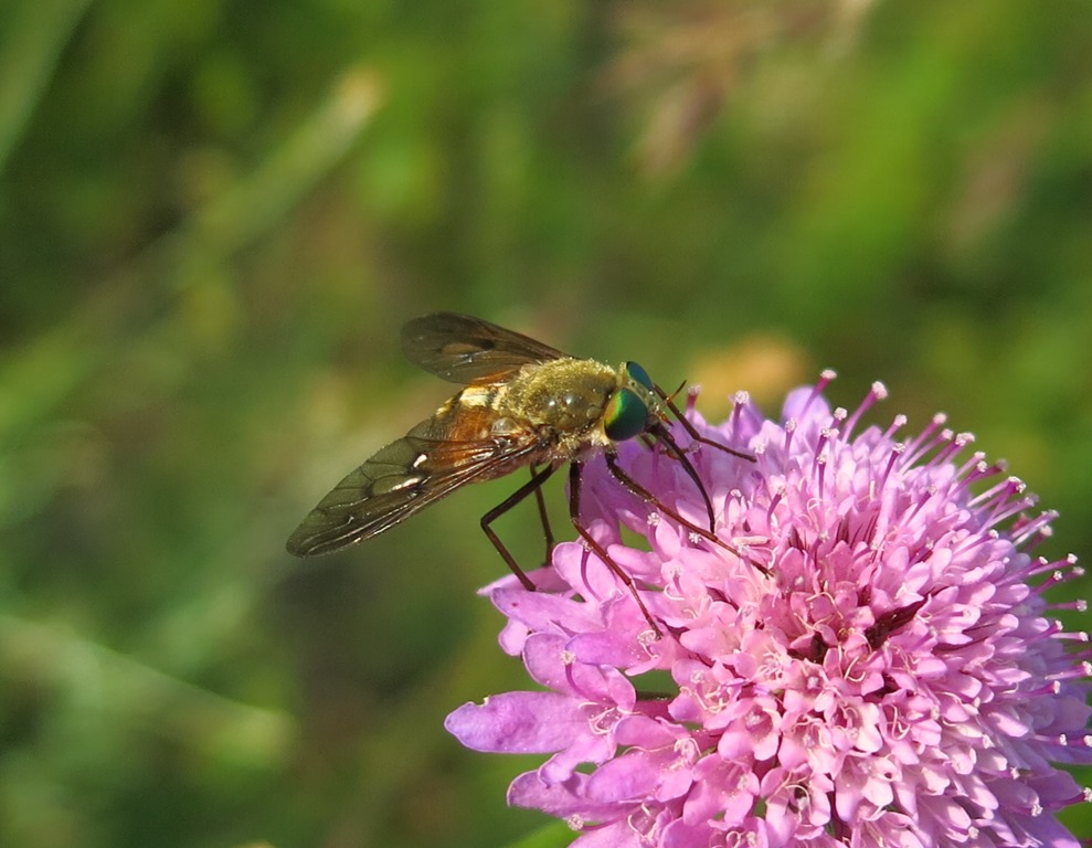 Tabanidae da determinare