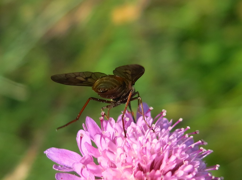 Tabanidae da determinare