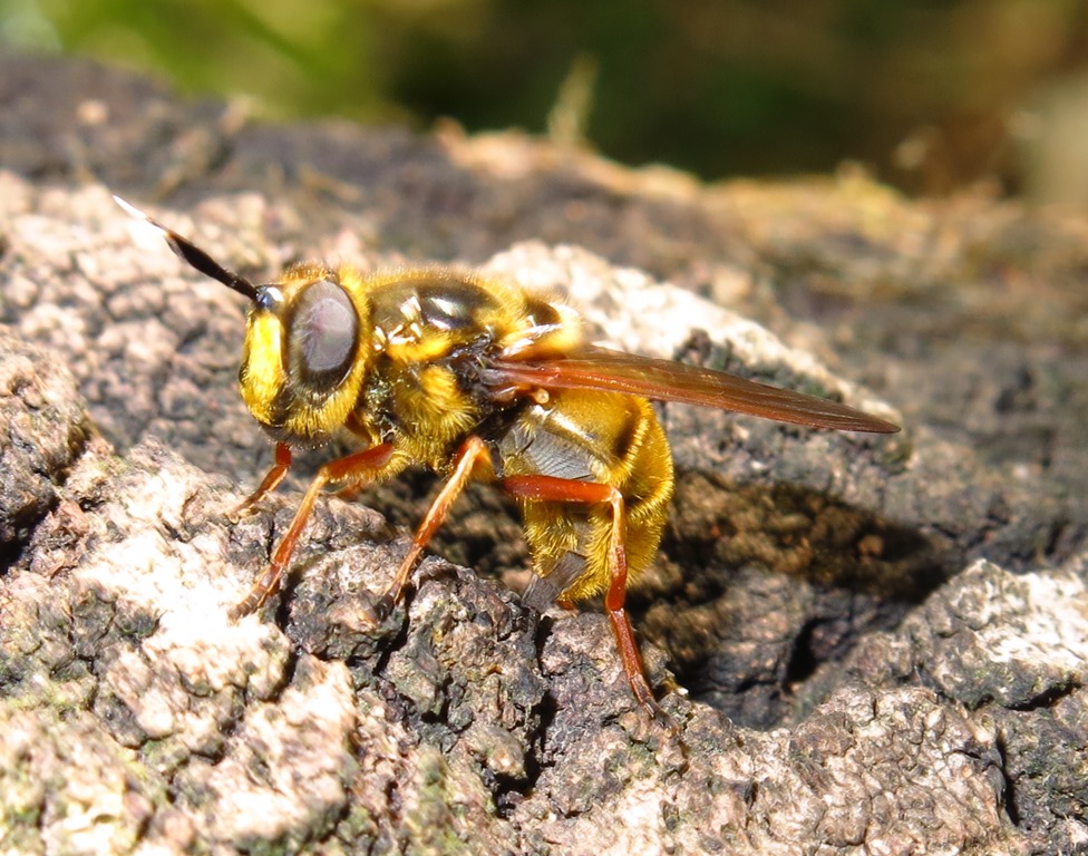 Syrphidae - Callicera spinolae? S, femmina