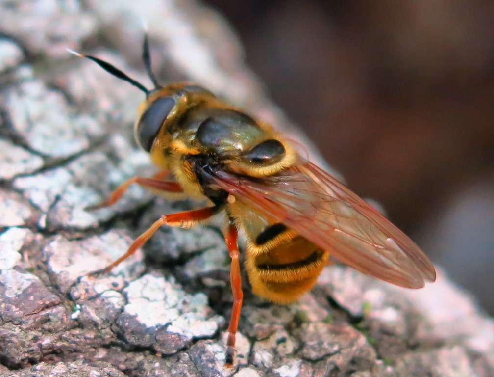 Syrphidae - Callicera spinolae? S, femmina