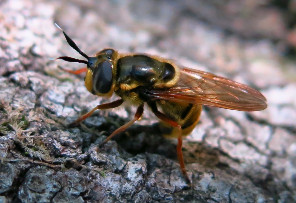 Syrphidae - Callicera spinolae? S, femmina