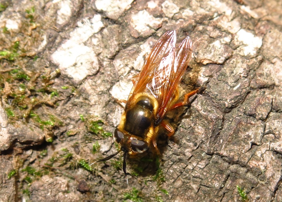 Syrphidae - Callicera spinolae? S, femmina