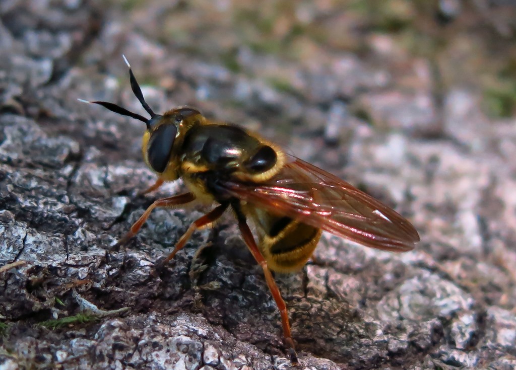 Syrphidae - Callicera spinolae? S, femmina