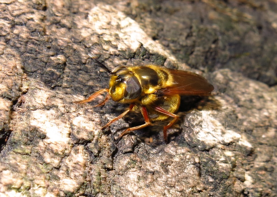 Syrphidae - Callicera spinolae? S, femmina