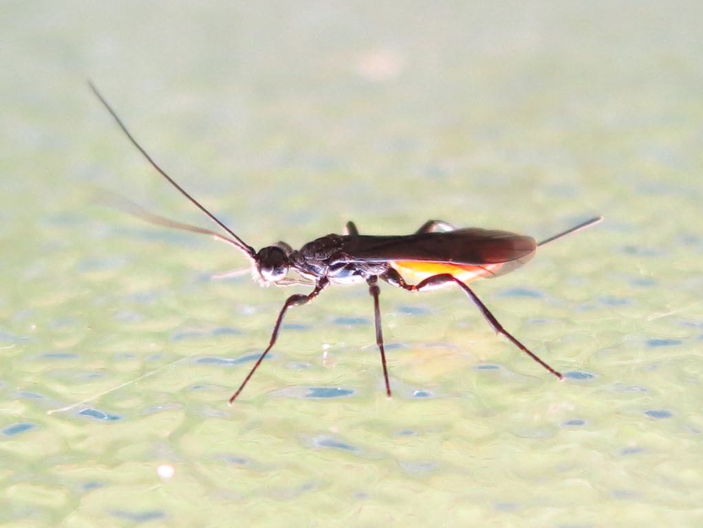 Braconidae - Atanycolus denigrator o Proterops concinnus?