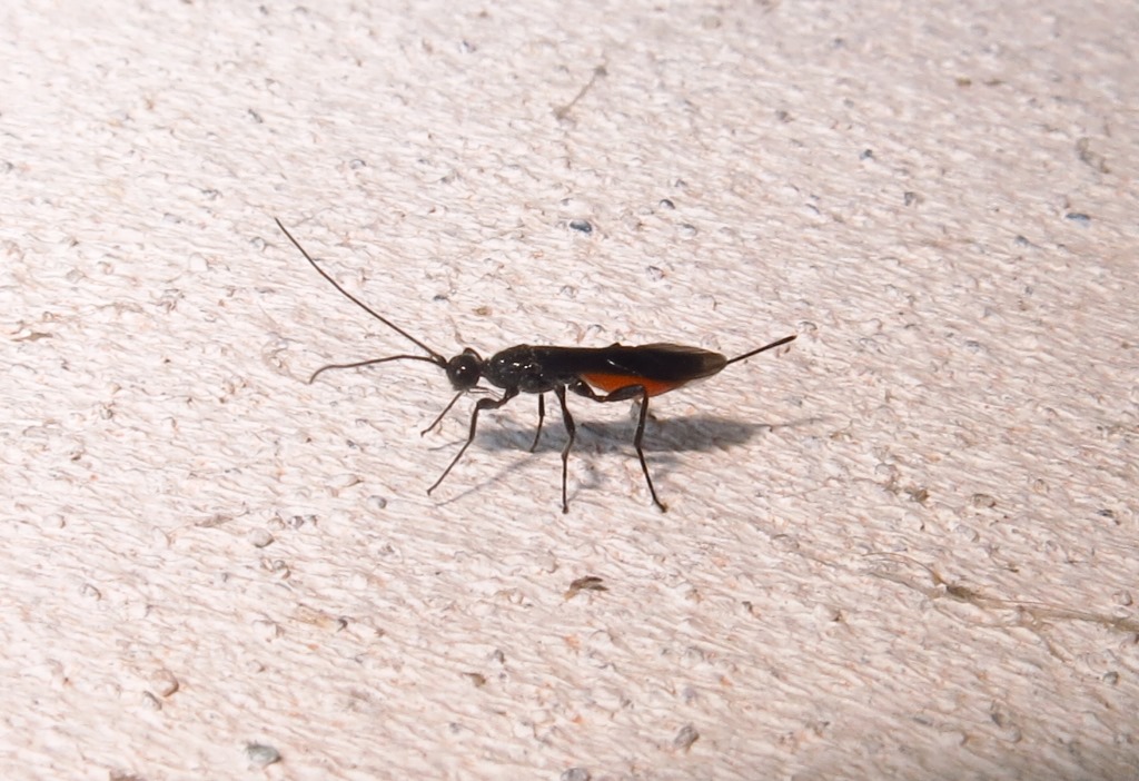 Braconidae - Atanycolus denigrator o Proterops concinnus?