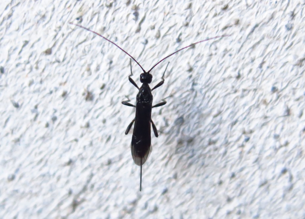 Braconidae - Atanycolus denigrator o Proterops concinnus?