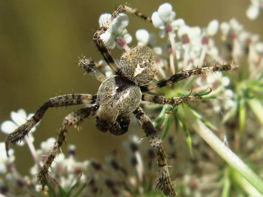 Araneus angulatus?... Araneus cfr. circe, maschio Acquapendente (VT)