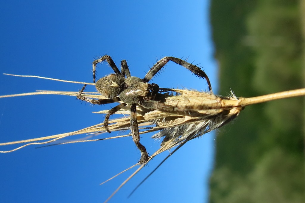 Araneus angulatus?... Araneus cfr. circe, maschio Acquapendente (VT)