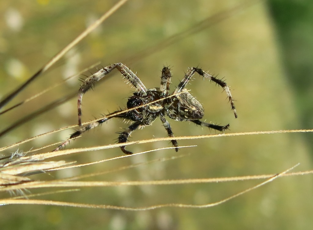 Araneus angulatus?... Araneus cfr. circe, maschio Acquapendente (VT)