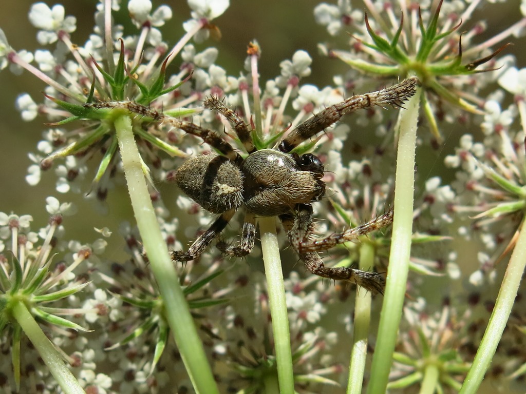 Araneus angulatus?... Araneus cfr. circe, maschio Acquapendente (VT)