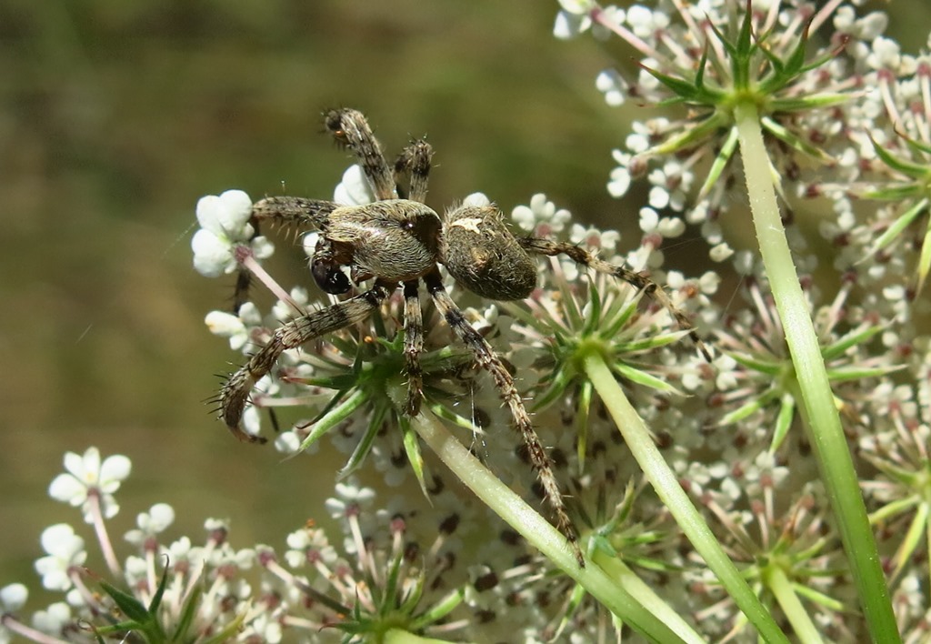 Araneus angulatus?... Araneus cfr. circe, maschio Acquapendente (VT)