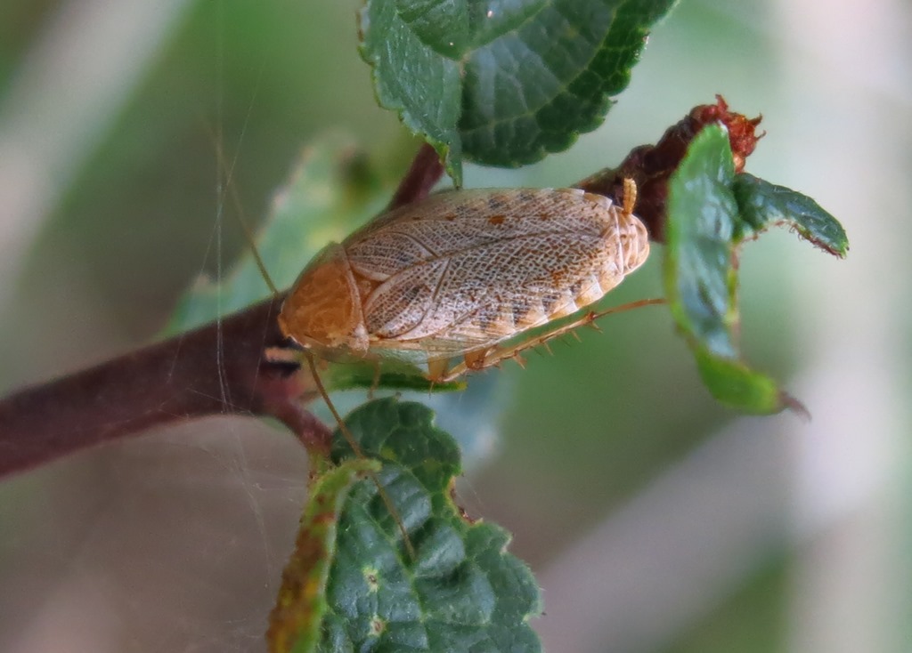 Ectobius sp. (Blattellidae)