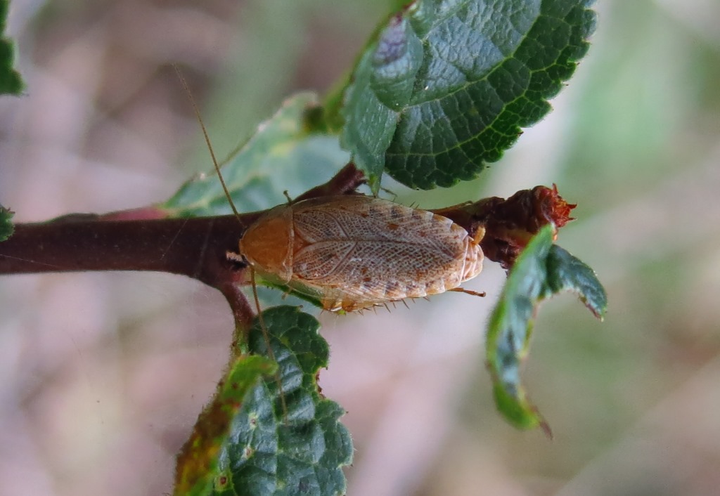 Ectobius sp. (Blattellidae)