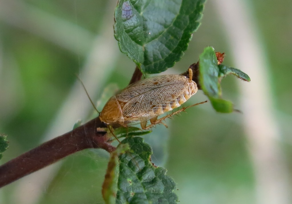 Ectobius sp. (Blattellidae)