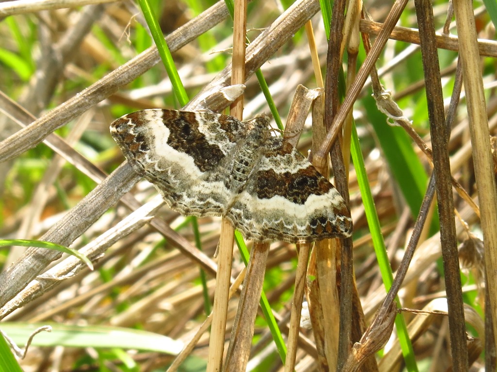 Geometridae - Epirrhoe rivata o alternata?