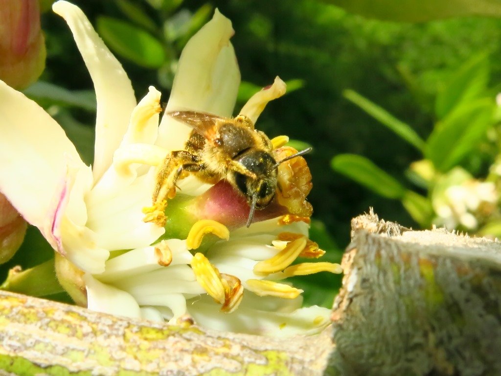 Apidae: Halictus sp.