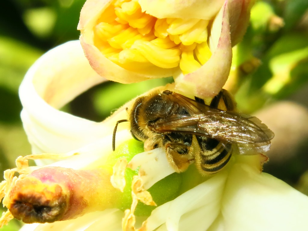 Apidae: Halictus sp.