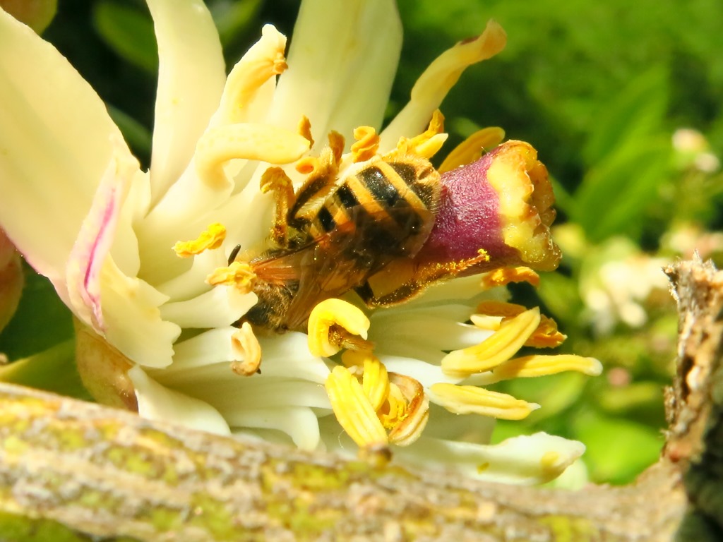 Apidae: Halictus sp.