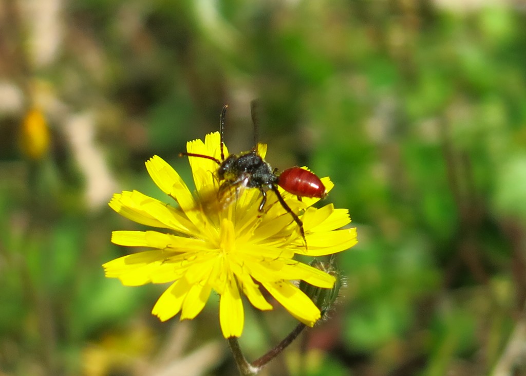Apidae da determinare: Nomada sp.