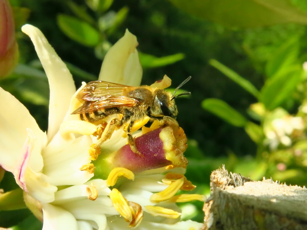 Apidae: Halictus sp.