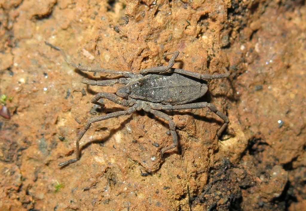 Trogulus coriziformis - Trogulidae