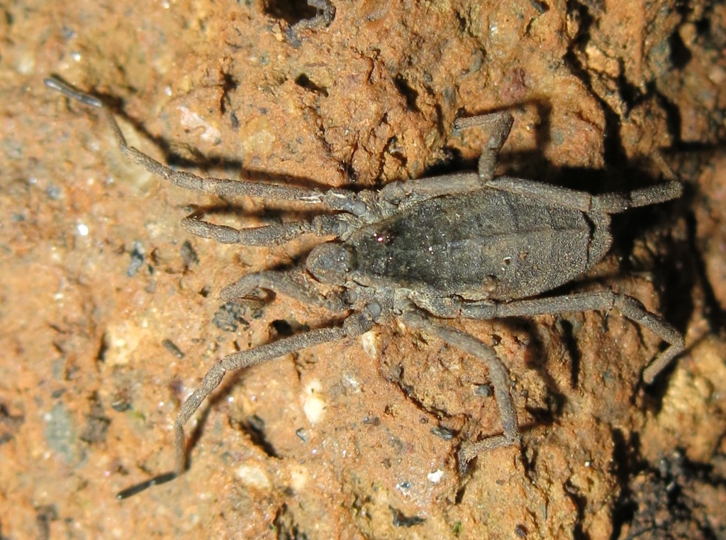 Trogulus coriziformis - Trogulidae