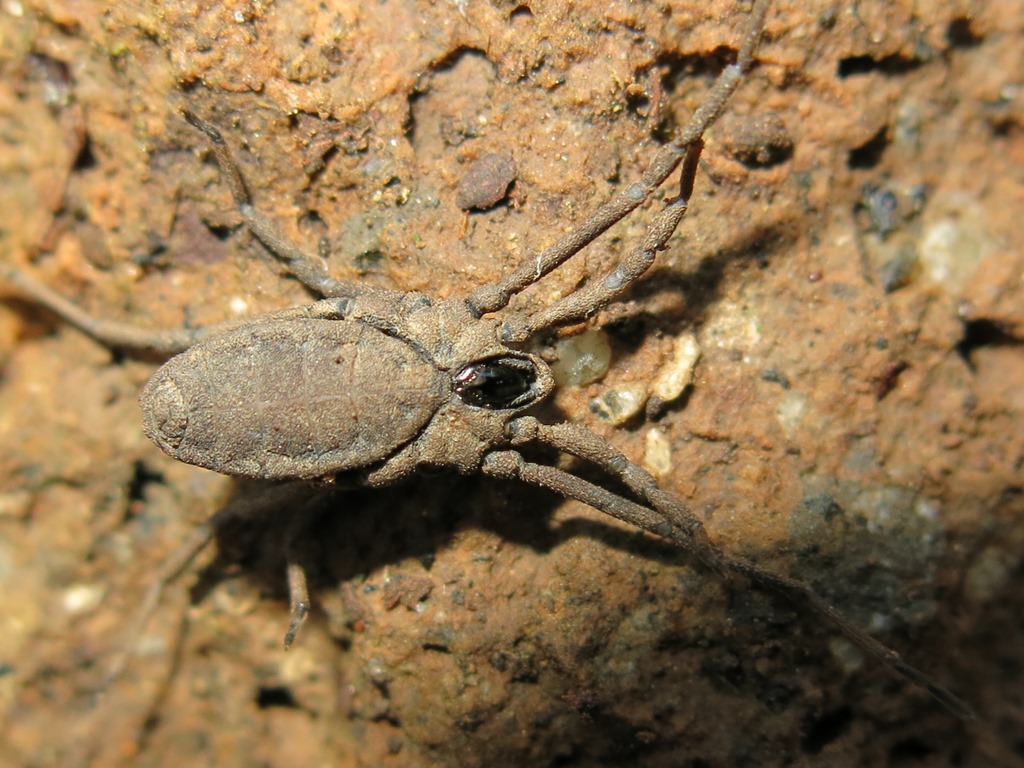 Trogulus coriziformis - Trogulidae