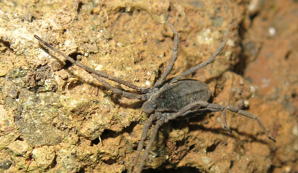 Trogulus coriziformis - Trogulidae