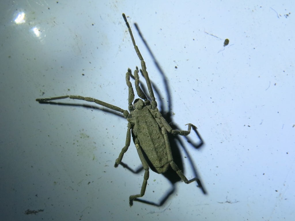 Trogulus tricarinatus -Trogulidae