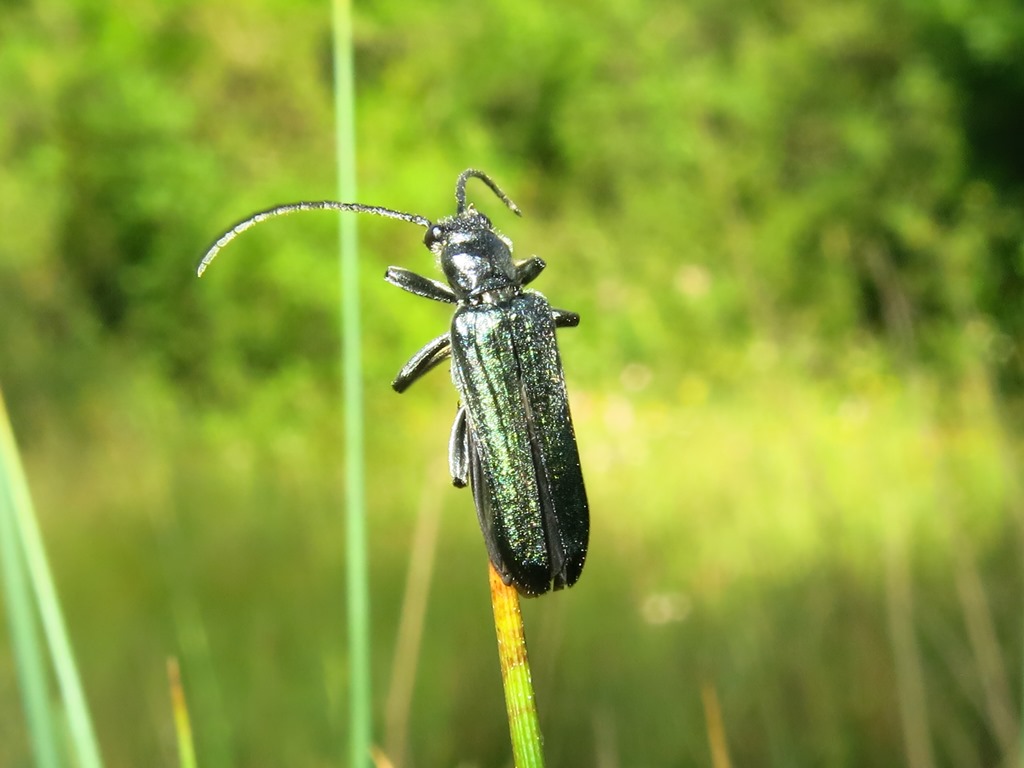 Oedemeridae - Oedemera virescens? No, maschio di Anogcodes ruficollis