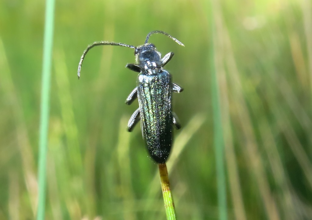 Oedemeridae - Oedemera virescens? No, maschio di Anogcodes ruficollis