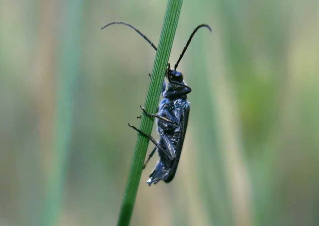 Oedemeridae - Oedemera virescens? No, maschio di Anogcodes ruficollis